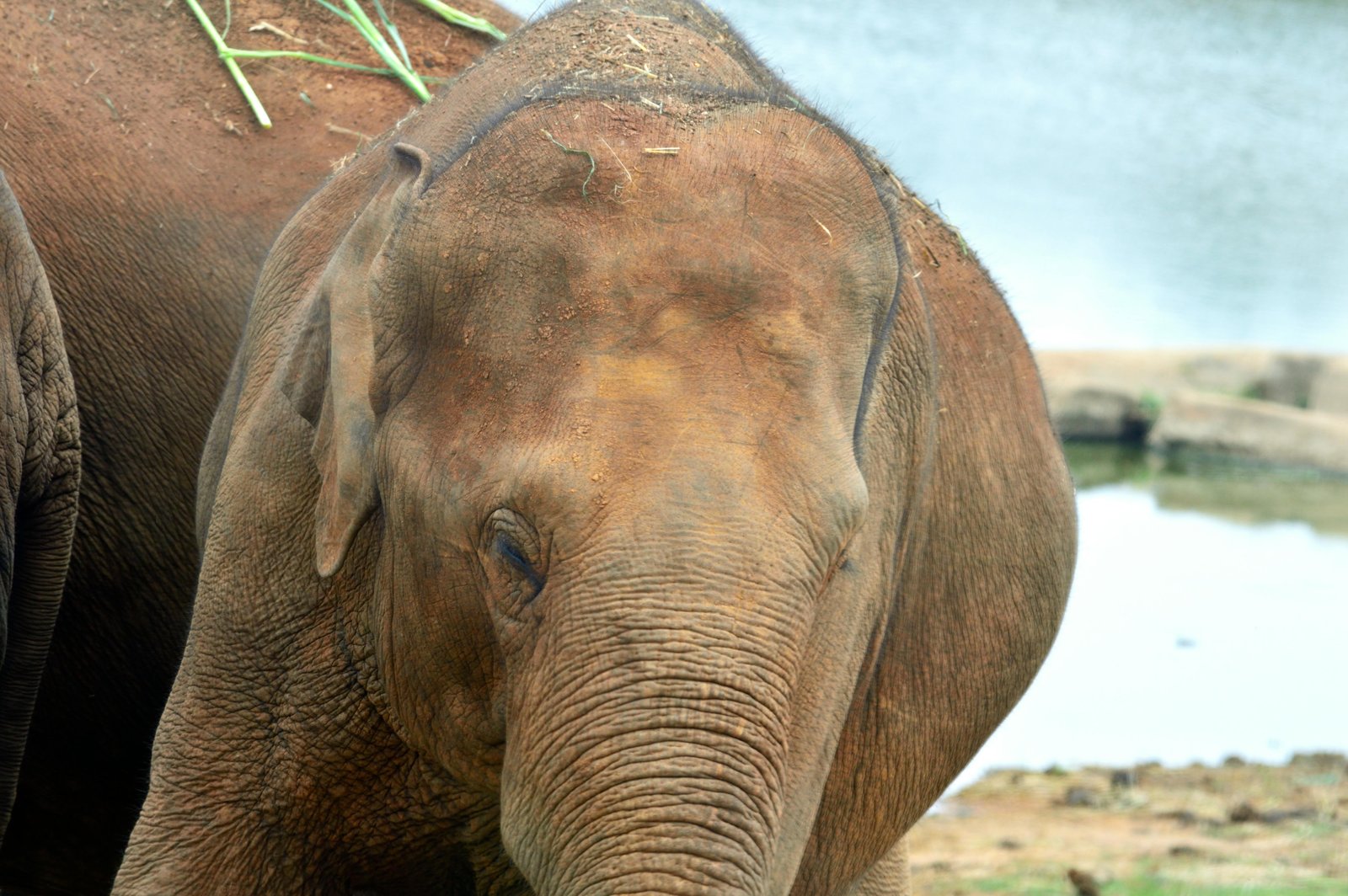 Airport ➝ Habarana (170 km)